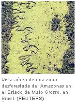 Las plagas de la Amazonia